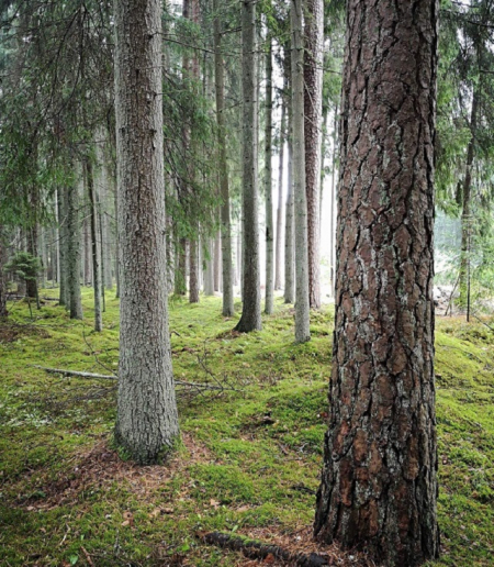 Latvijas valsts meži aicina pieteikties stipendijai